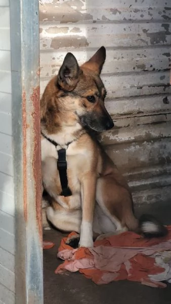 Splendida Lupetta - ANAIS | Foto 1