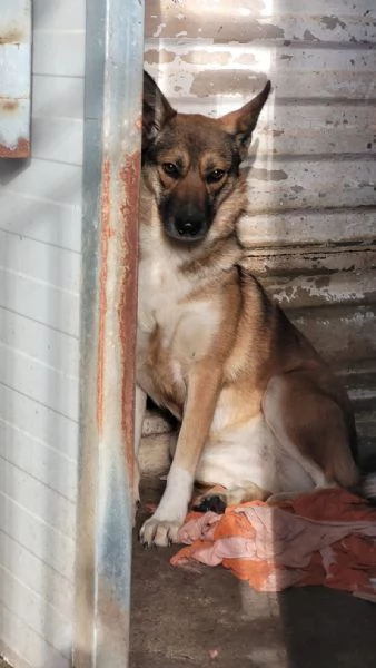 Splendida Lupetta - ANAIS | Foto 0