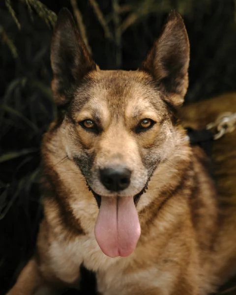 Anais, una splendida lupetta | Foto 2