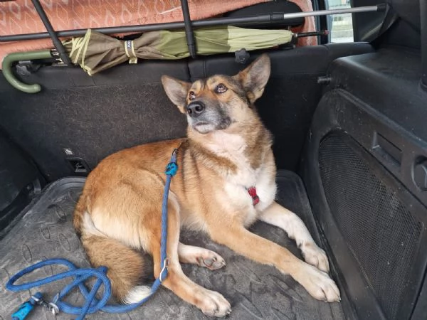 Anais, una splendida lupetta | Foto 2