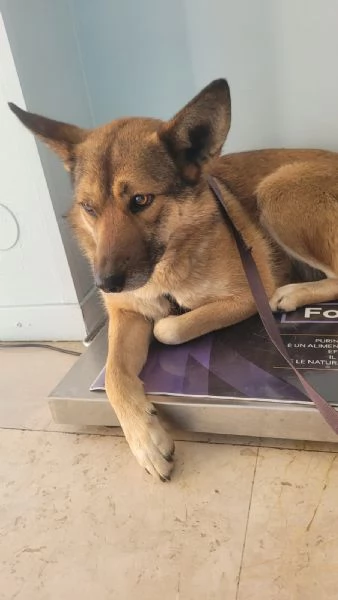 Anais, una splendida lupetta