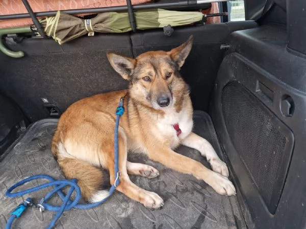 Anais, una splendida lupetta | Foto 1