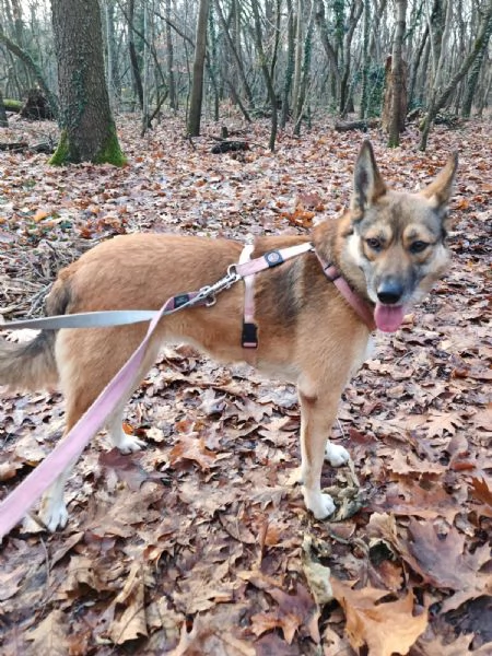 Splendida Lupetta - ANAIS