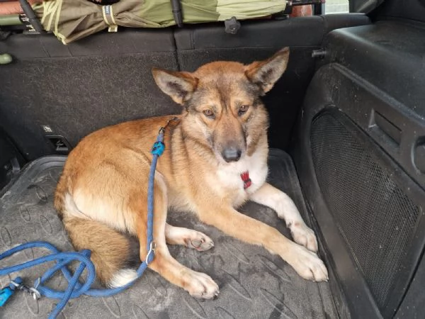 Anais, una splendida lupetta | Foto 0