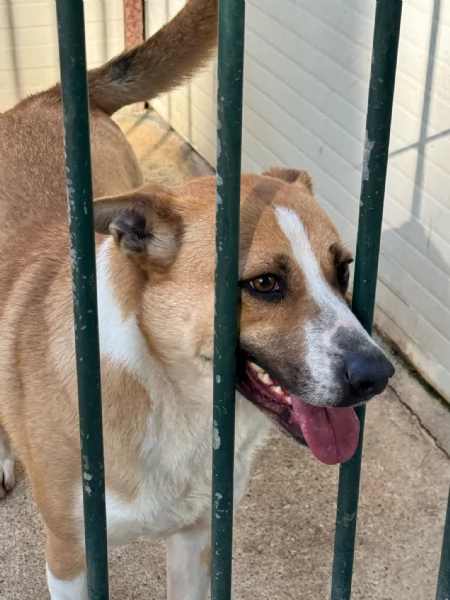 Splendida meticcia - MILLIE