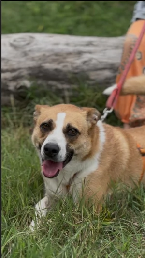 Splendida meticcia - MILLIE | Foto 1