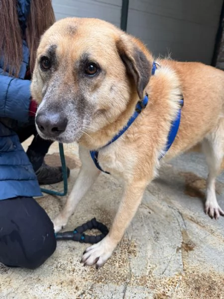 Splendida meticcia - RAJA