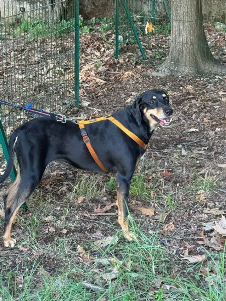  SKYLAR, splendida mix segugio