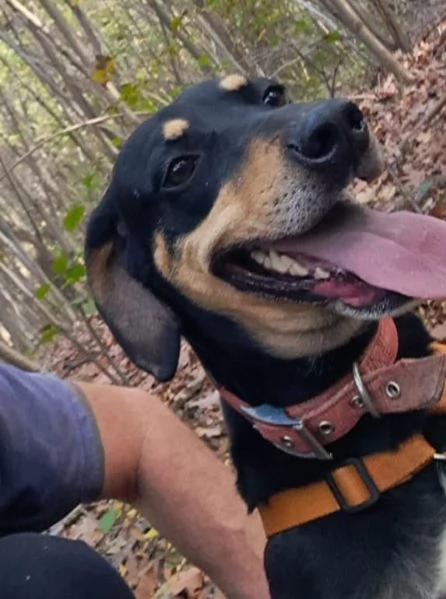  SKYLAR, splendida mix segugio | Foto 12