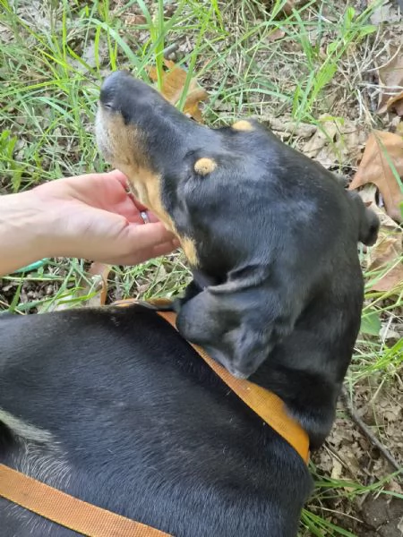  SKYLAR, splendida mix segugio | Foto 11
