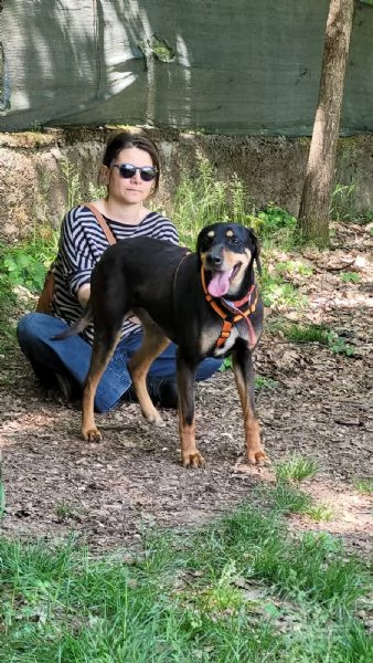 Splendida mix segugio - SKYLAR | Foto 6