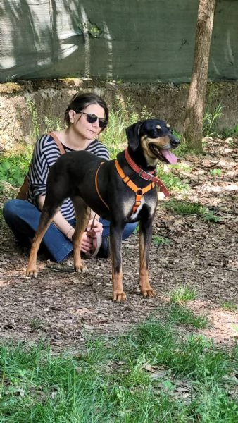 Splendida mix segugio - SKYLAR