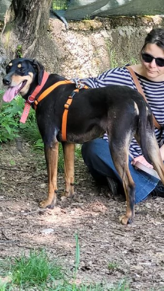 Splendida mix segugio - SKYLAR | Foto 5