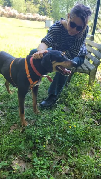 Splendida mix segugio - SKYLAR | Foto 4