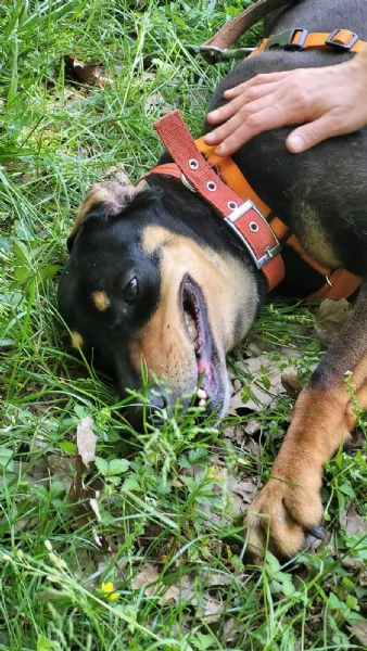 Splendida mix segugio - SKYLAR | Foto 3