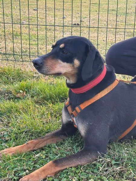 Splendida mix segugio - SKYLAR | Foto 5