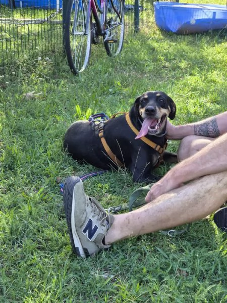  SKYLAR, splendida mix segugio | Foto 10