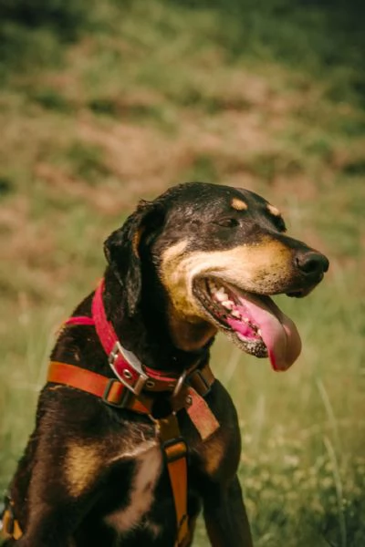  SKYLAR, splendida mix segugio | Foto 9