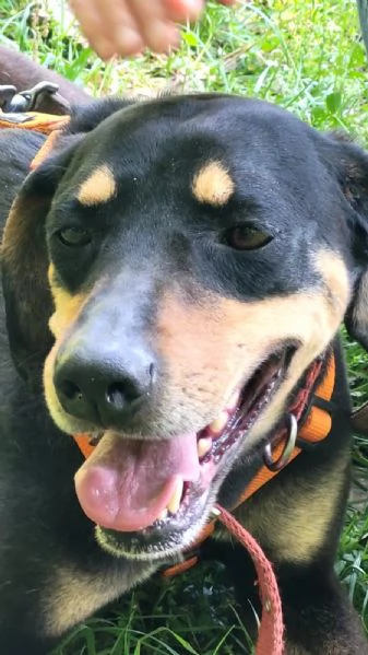 Splendida mix segugio - SKYLAR | Foto 2