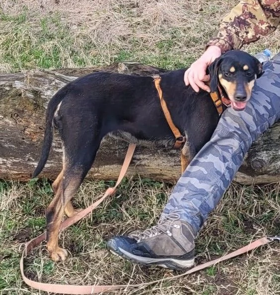 Splendida mix segugio - SKYLAR | Foto 4