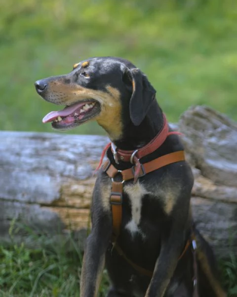  SKYLAR, splendida mix segugio | Foto 8