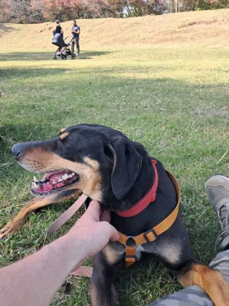 Splendida mix segugio - SKYLAR | Foto 3