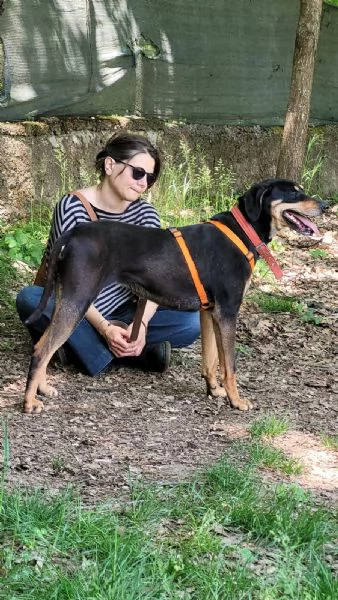 Splendida mix segugio - SKYLAR | Foto 0