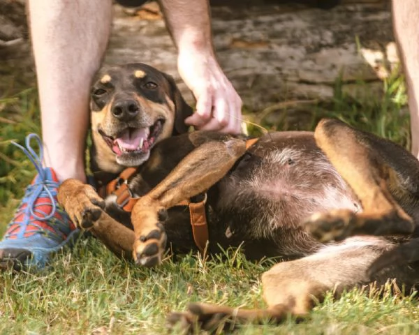  SKYLAR, splendida mix segugio | Foto 6