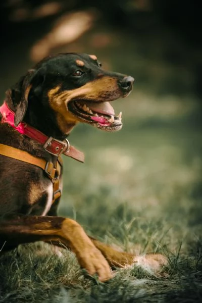  SKYLAR, splendida mix segugio | Foto 5