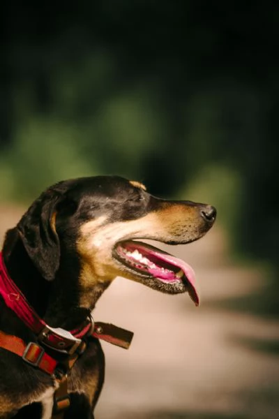  SKYLAR, splendida mix segugio | Foto 4