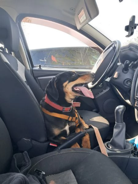  SKYLAR, splendida mix segugio | Foto 3