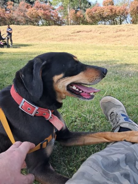  SKYLAR, splendida mix segugio | Foto 1