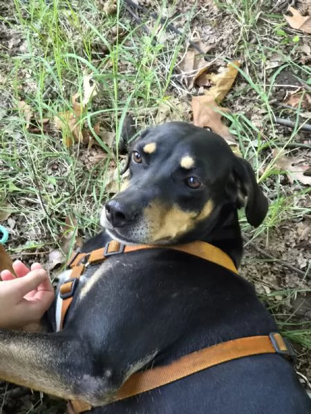  SKYLAR, splendida mix segugio | Foto 0