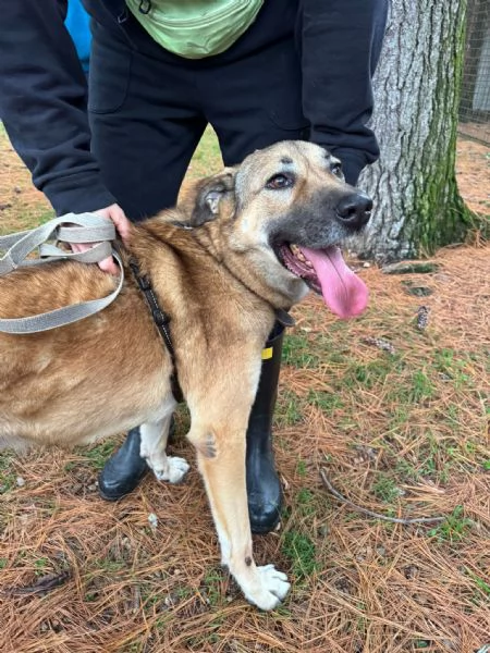 Splendido meticcio WHISKY