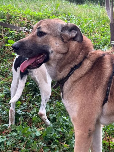 Splendido meticcio WHISKY | Foto 6