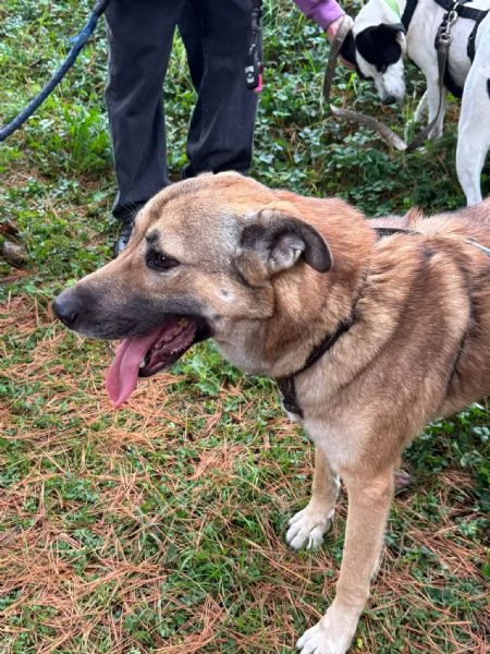 Splendido meticcio WHISKY | Foto 5