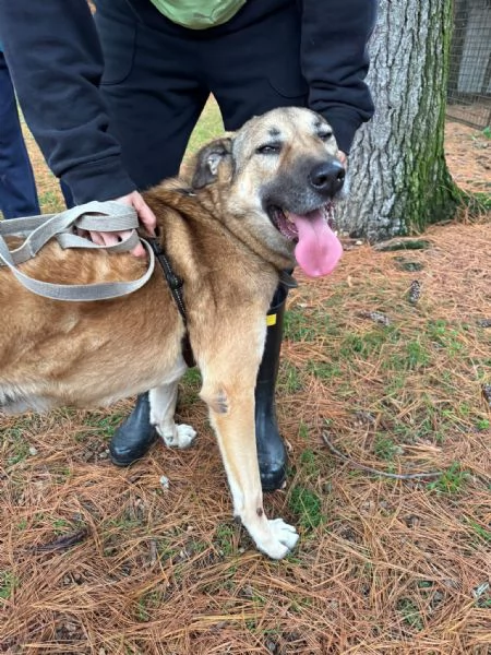 Splendido meticcio WHISKY | Foto 4