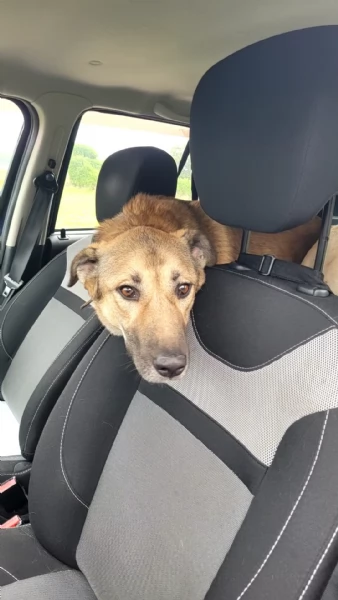 Splendido meticcio WHISKY | Foto 0