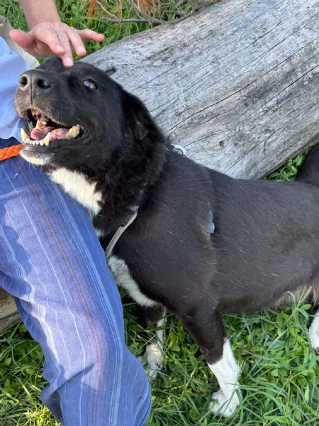 Windy, splendida ed equilibrata simil labrador | Foto 11