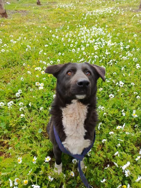Splendida simil Labrador WINDY | Foto 3