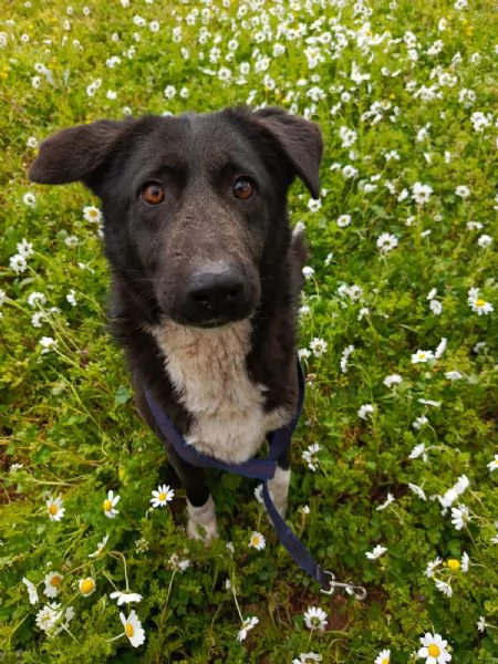 Splendida simil Labrador WINDY | Foto 2