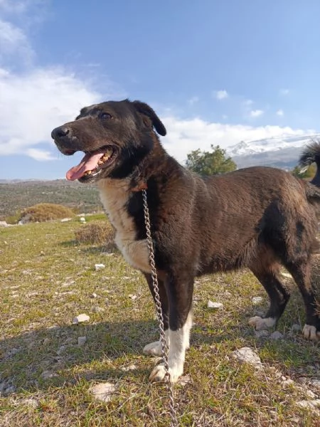 Splendida simil Labrador WINDY | Foto 0