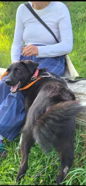 Windy, splendida ed equilibrata simil labrador | Foto 6