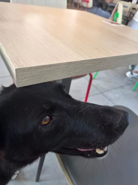 Windy, splendida ed equilibrata simil labrador | Foto 5