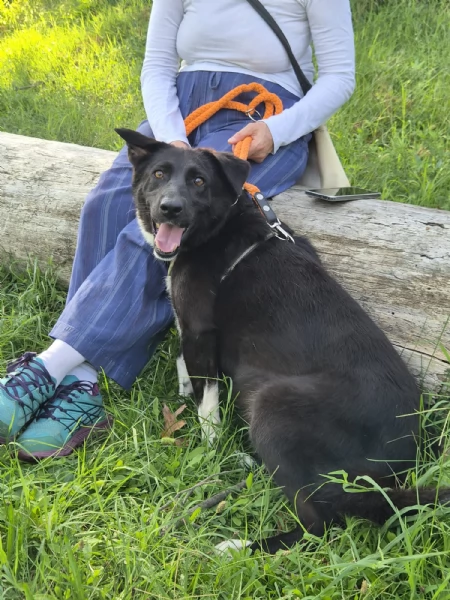 Windy, splendida ed equilibrata simil labrador | Foto 3