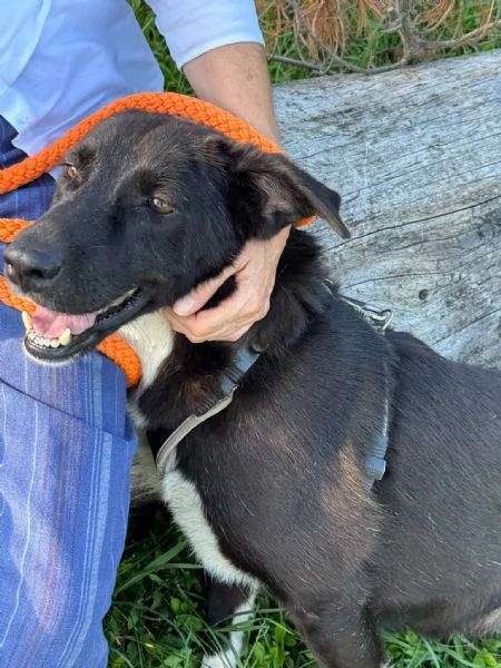 Windy, splendida ed equilibrata simil labrador | Foto 1