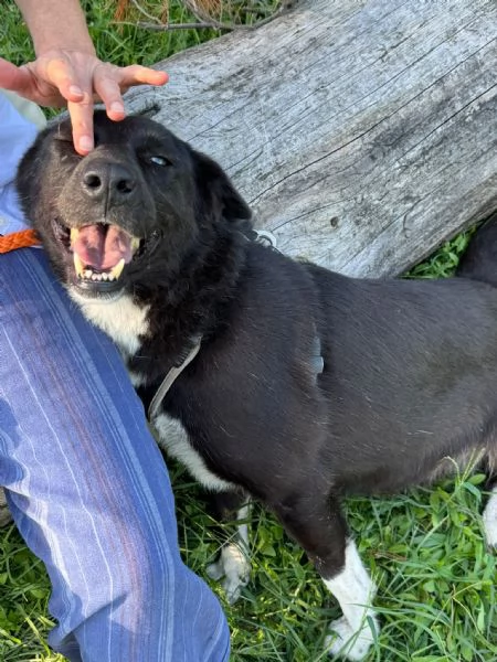 Windy, splendida ed equilibrata simil labrador | Foto 0