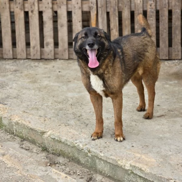 Splendida simil Pastore del Caucaso - CARRIE | Foto 6