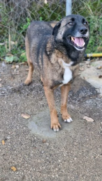 Splendida simil Pastore del Caucaso - CARRIE | Foto 5