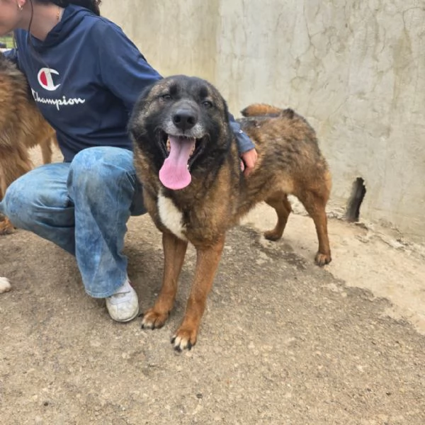 Splendida simil Pastore del Caucaso - CARRIE | Foto 4